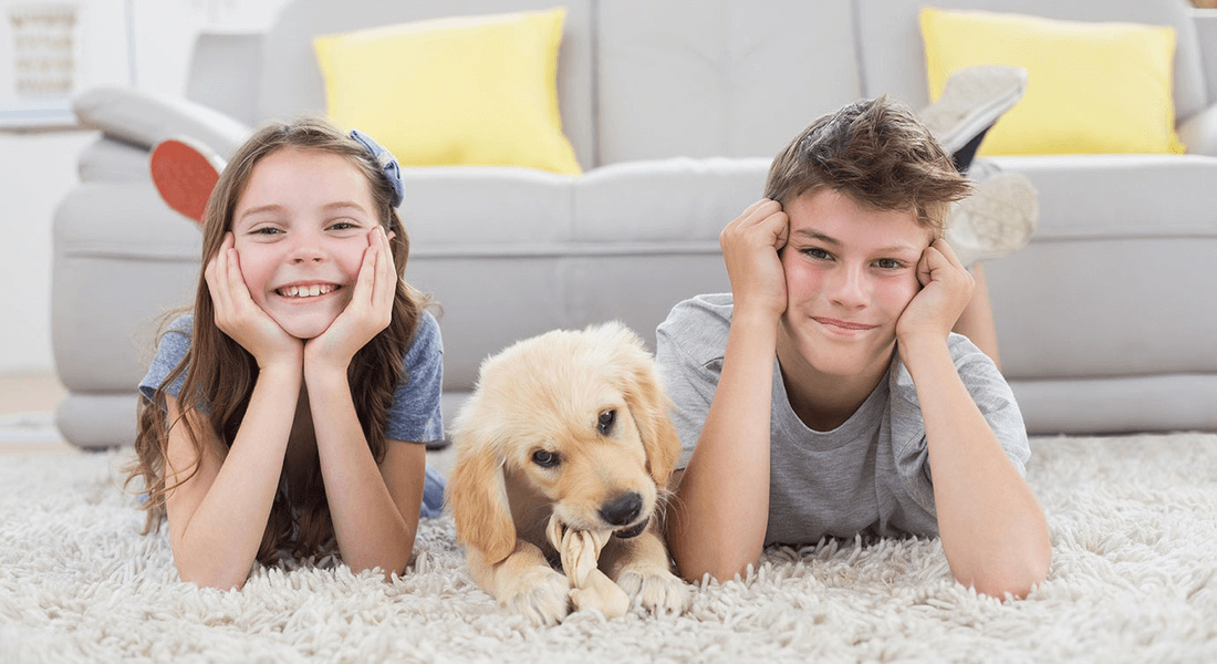 Sterling Heights Carpet and Floors business image